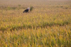 A farmer reaps rice by hands in a field in Yugan County, Jiangxi Province, China, on Nov. 2, 2007.