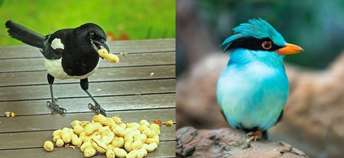 Going nuts: A black-billed magpie and its snack for the day. The Indochinese green magpie looks picture-perfect.