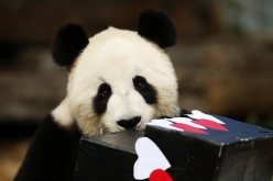 According to a 2015 panda census by the State Forestry Administration, there are currently 422 pandas kept in captivity worldwide.