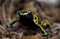 What are you staring at? I can kill you: The dangerous bumblebee or yellow-backed poison dart frog almost entered the country through a parcel in 2015 if not intercepted by a bureau in Beijing.