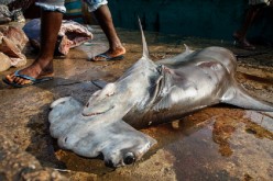 Dead but not useless: A hammerhead shark awaits slaughter; its fins, particularly, are highly valued.
