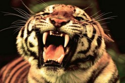 WWF reported an increase 789 wild tigers since the efforts begin in 2010