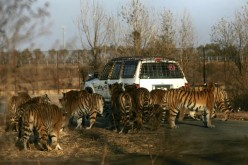 Siberian tigers gather 'round a car at feeding time in the Hengdaohezi Breeding Center for Felidae on Oct. 25, 2007 in Harbin of Heilongjiang Province, China. The center, established in 1986, is the world's biggest captive breeding base for Siberian tiger
