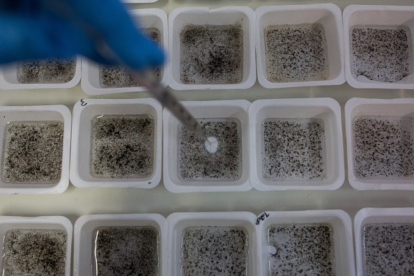 Biologist works with genetically modified mosquitoes on February 11, 2016 in Campinas, Brazil. 