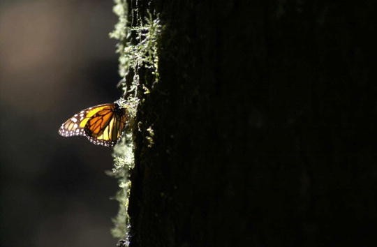 A Monarch butterfly lands on a branch of an Oyamel tree January 29, 2001 at the butterfly sanctuary in Michoacan, Mexico. 