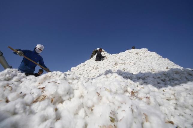Farmers in Xinjiang Uyghur Autonomous Region stack cotton as contribution to the country's total production. The region is the world's second largest producer of this raw material.
