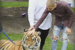 Justin Bieber poses with a chained tiger during his father's engagement in Toronto, Canada. 